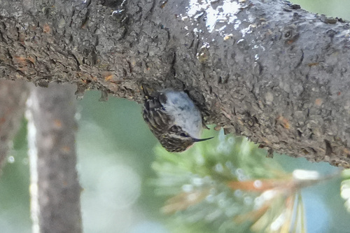 iNaturalist observation photo of Brown Creeper