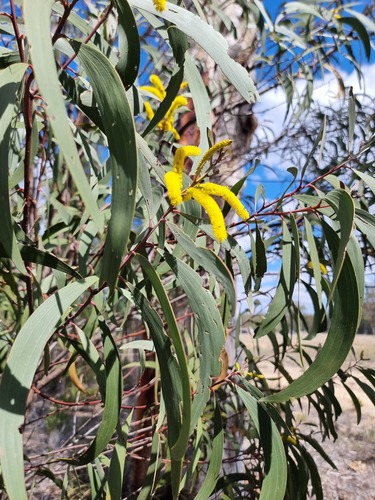 Acacia crassa observed 2026-09-01
