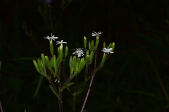 Stevia caracasana