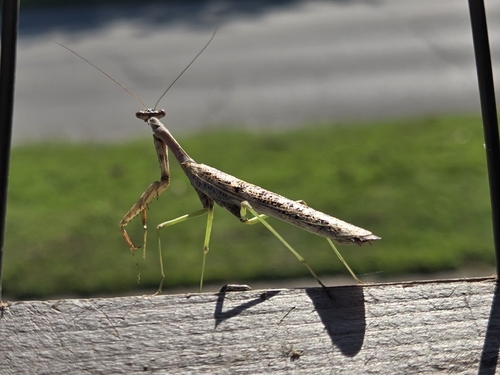 Carolina Mantis