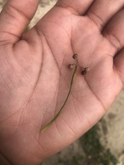 Sisyrinchium rosulatum