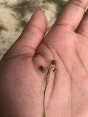 Sisyrinchium rosulatum