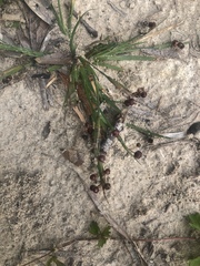 Sisyrinchium rosulatum