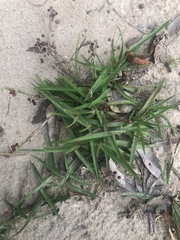 Sisyrinchium rosulatum