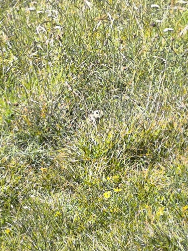 Asia Minor Ground Squirrel