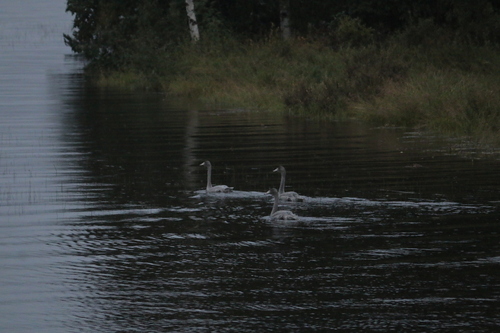 Whooper Swan