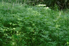 Ambrosia trifida trifida