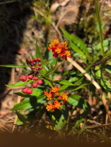 tropical milkweed