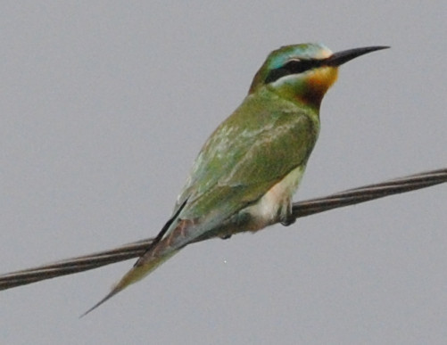 Blue-cheeked Bee-eater