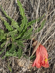 Oenothera howardii