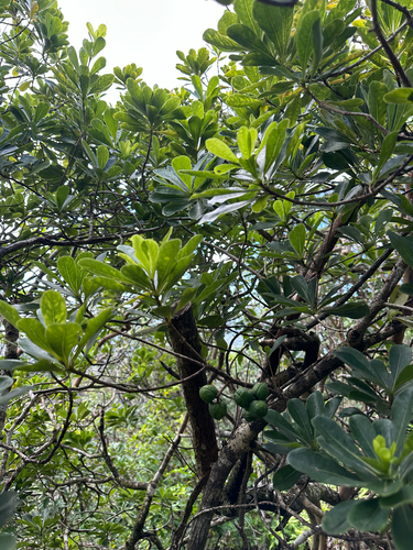 Pittosporum glabrum observed 2026-08-27