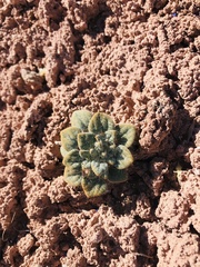 Psathyrotes pilifera