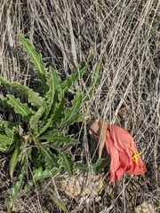 Oenothera howardii