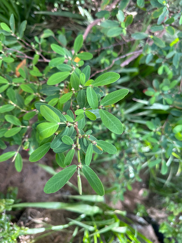 Euphorbia celastroides observed 2026-08-27