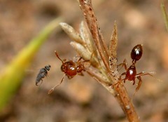 Pseudacteon curvatus