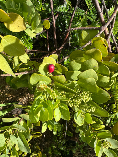 Santalum ellipticum observed 2026-08-27