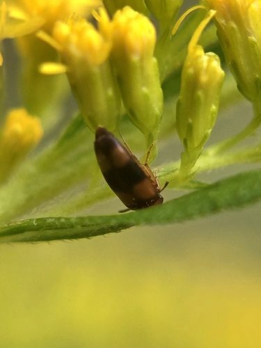 Three-banded False Flower Beetle