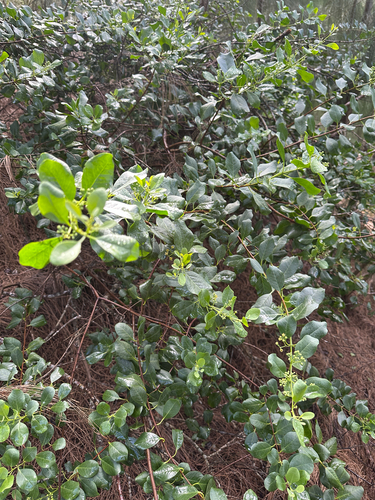 Santalum ellipticum observed 2026-08-27