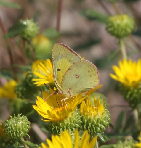 Clouded Sulphur