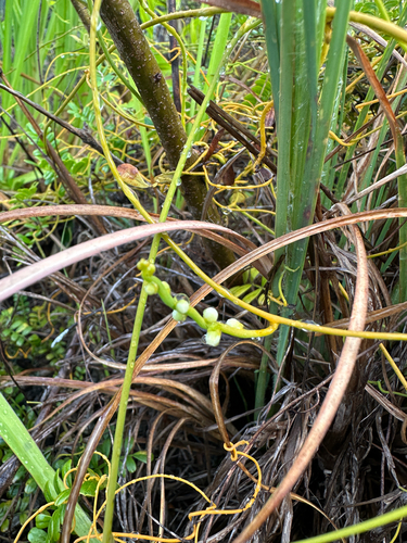 Cassytha filiformis observed 2026-08-27