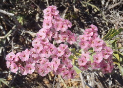 Limonium purpuratum