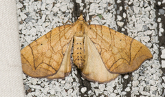 Eulithis gracilineata