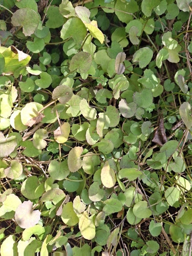 Centella uniflora, photograph 4
