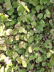 Centella uniflora, photograph (c) Andy McKay, some rights reserved (CC BY)