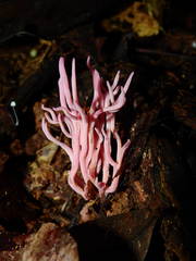 Clavaria schaefferi