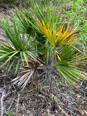 Sabal etonia, photograph author not stated, no rights reserved