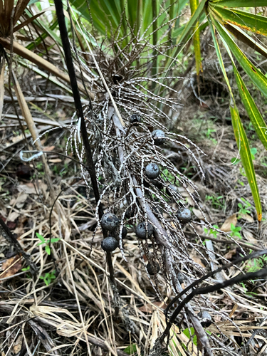 Sabal etonia, photograph 6