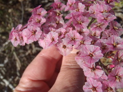 Limonium purpuratum