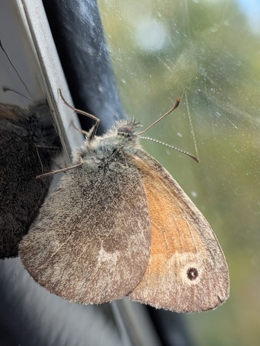 Common Ringlet