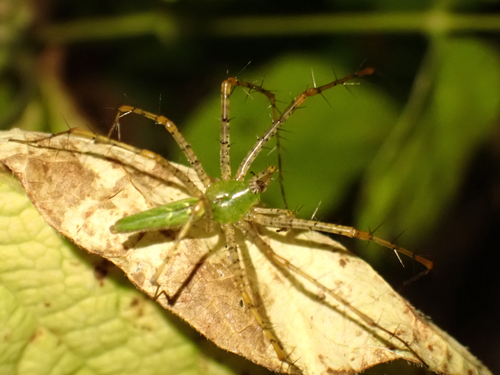Green Lynx Spider