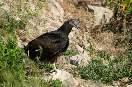Turkey Vulture