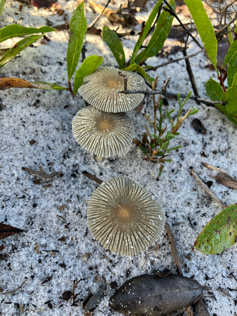 Coprinellus arenicola · September 2026 · photo: Photo: no rights reserved · iNaturalist