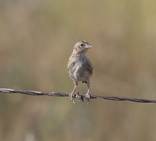 Grasshopper Sparrow