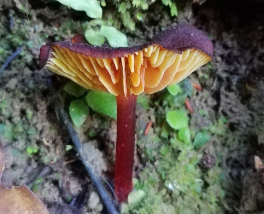 Hygrocybe sangayensis