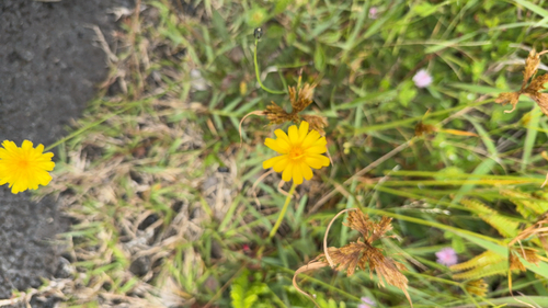 Hypochaeris radicata observed 2026-09-02