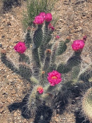 Opuntia diploursina