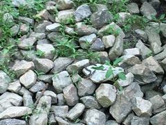 Nerodia sipedon