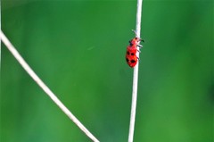 Pelonides quadrinotata