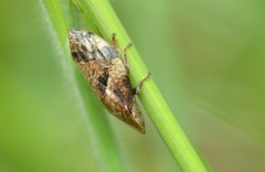 Lepyronia quadrangularis