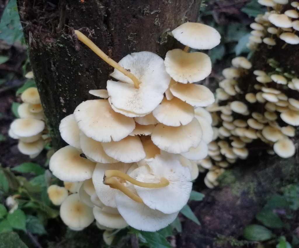 Tricholomopsis aurea · May 2020 · photo: © heimatlos (iNaturalist, cc0)