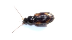 Peryphus