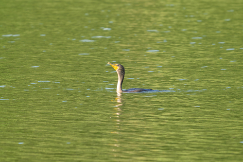 Double-crested Cormorant