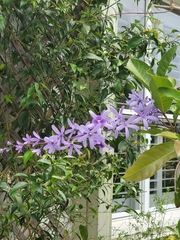 Petrea volubilis