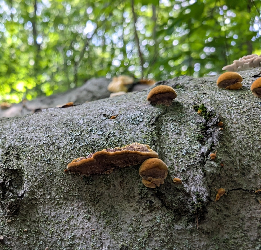 Mustard Yellow Polypore · September 2026 · photo: Photo: (c) Alan Prather, some rights reserved (CC BY) · iNaturalist