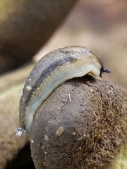 Carinarion