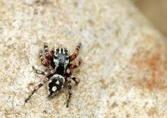 Habronattus fallax